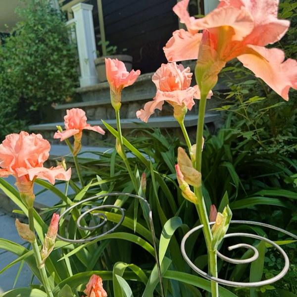 20240526_145329529_iOS 20240526 145329529 iOS