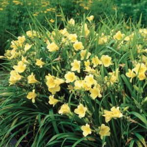 Daylily (Hemerocallis)