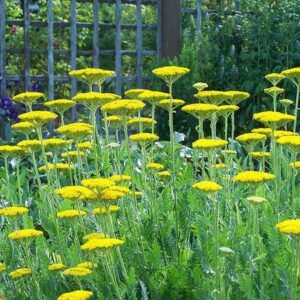 Yarrow (Achillea)