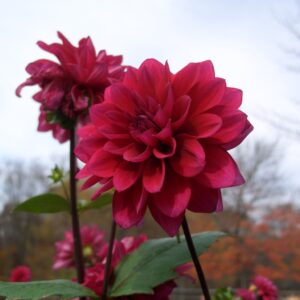 Dahlia (Dahlia)