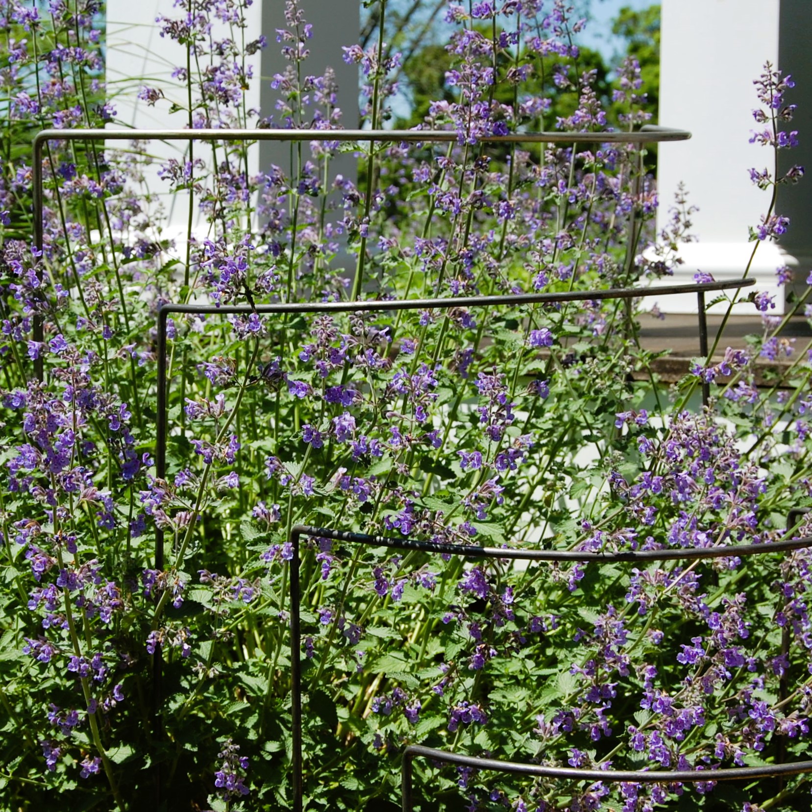 CurvedPlantSupport-10 CurvedPlantSupport 10