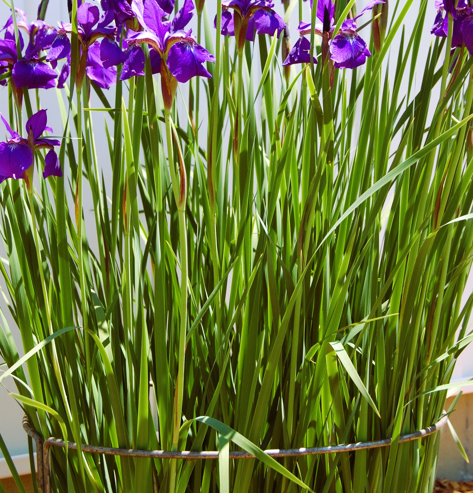 CurvedPlantSupport-11 CurvedPlantSupport 11