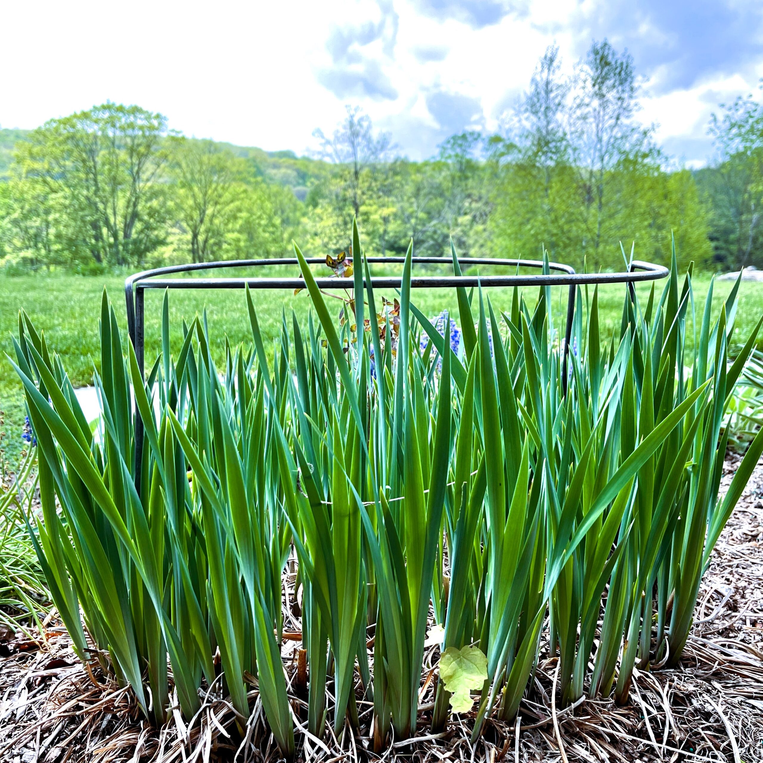 CurvedPlantSupport-5 CurvedPlantSupport 5 scaled