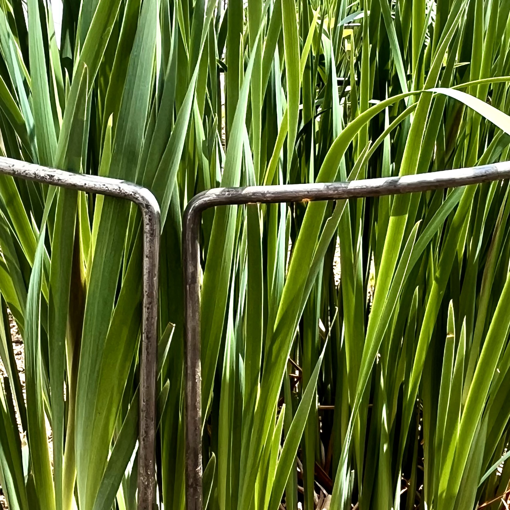 CurvedPlantSupport-6 CurvedPlantSupport 6