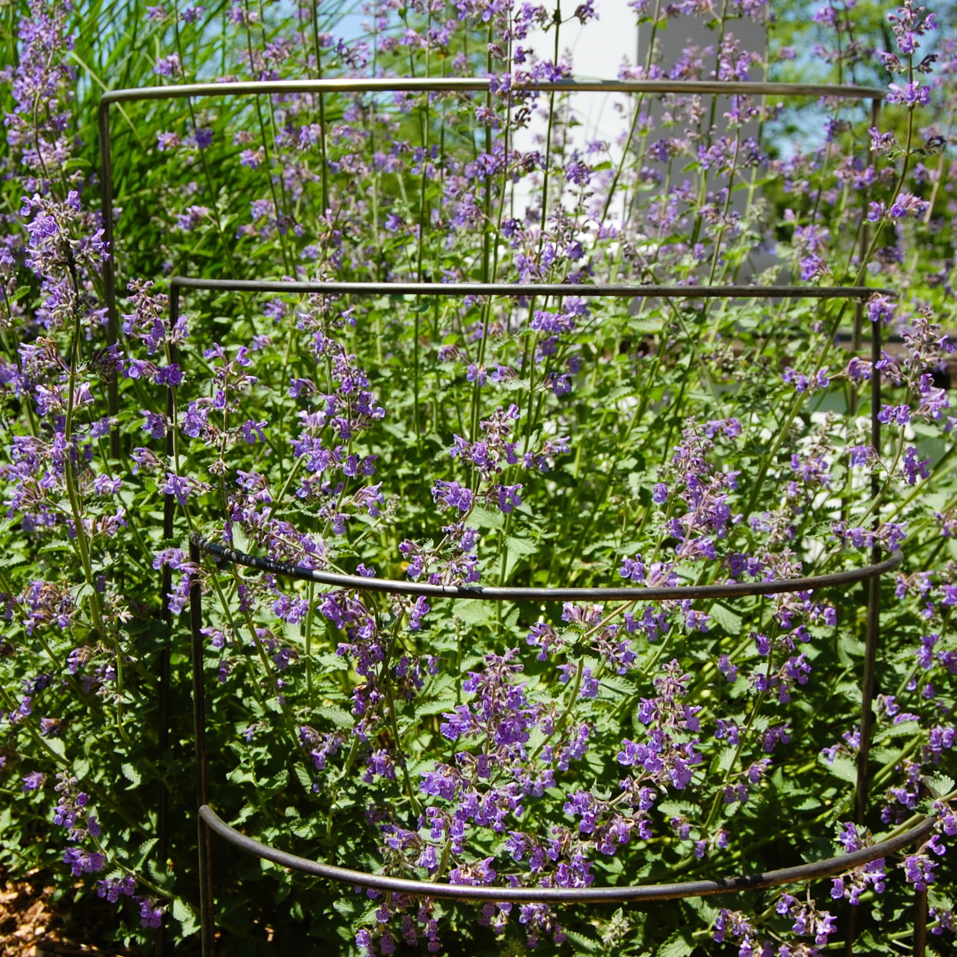 CurvedPlantSupport-9 CurvedPlantSupport 9