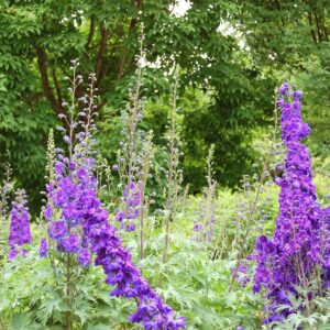 Larkspur (Delphinium)