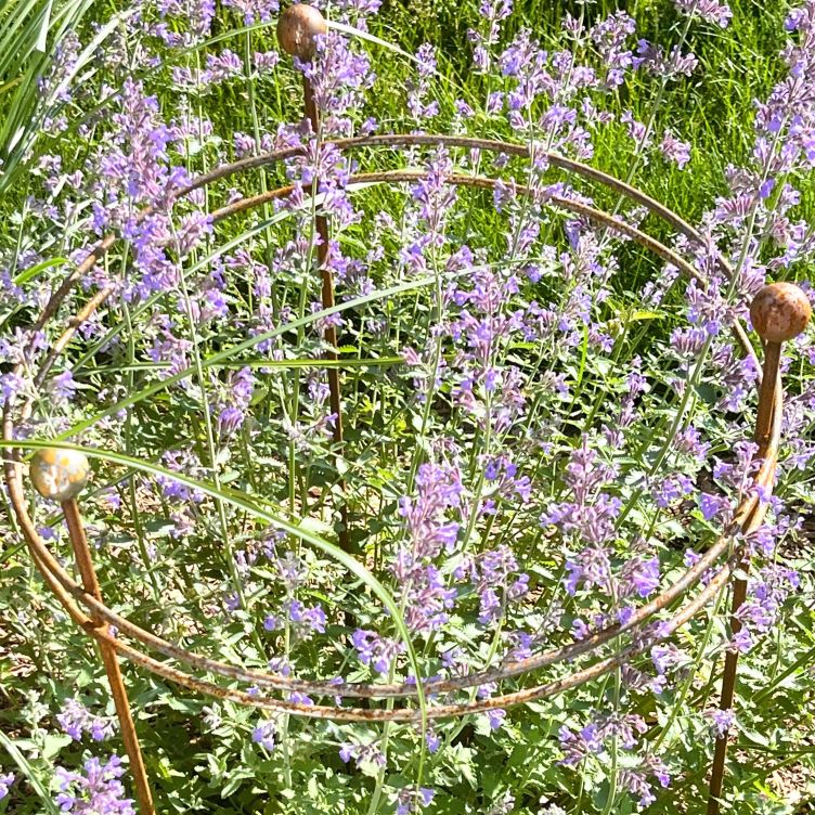 Double Ring Support_7 Double Ring Support 7