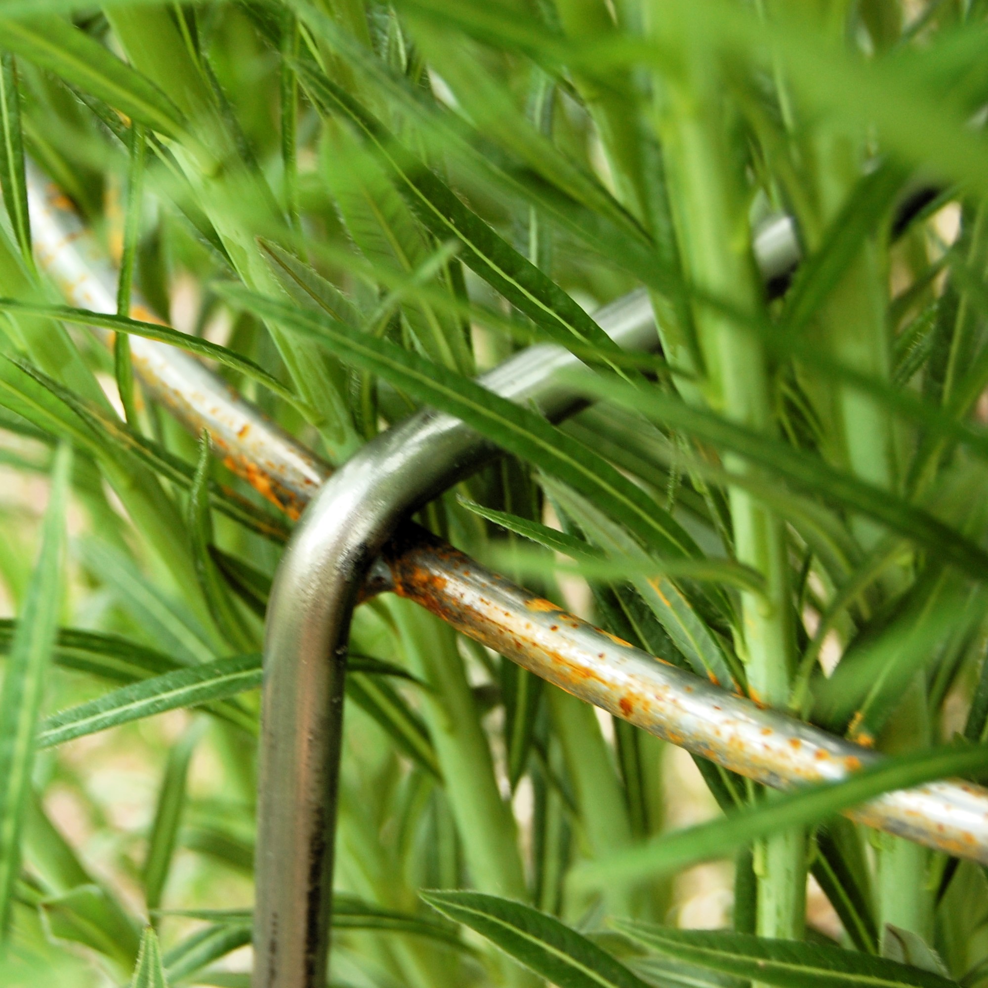 Grow-Through Plant Support_1 Grow Through Plant Support 1