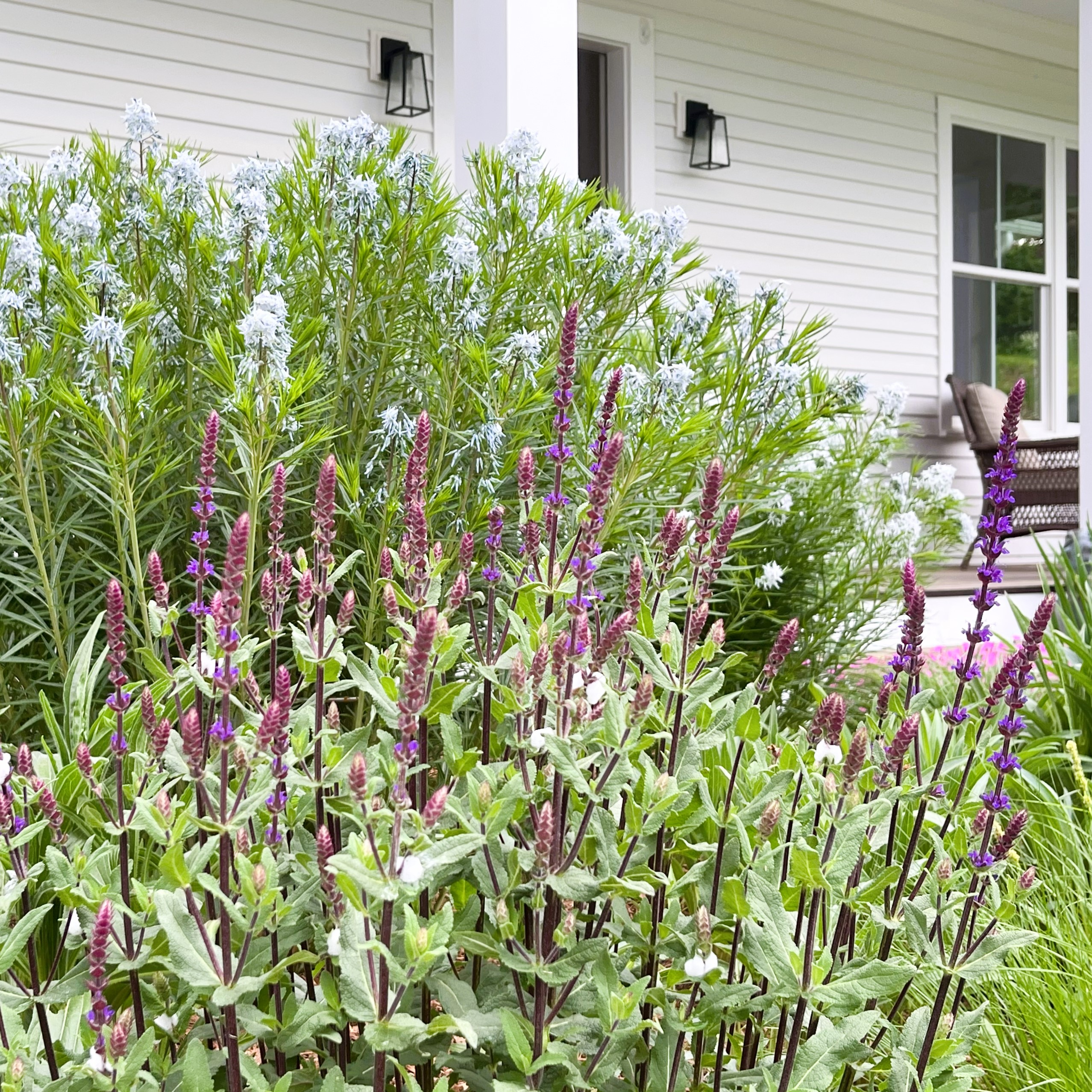 Grow-Through Plant Support_10 Grow Through Plant Support 10