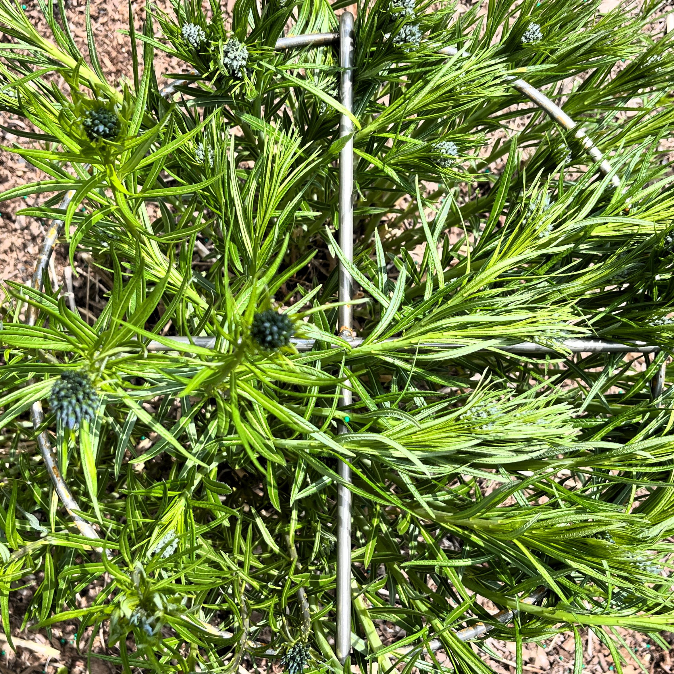 Grow-Through Plant Support_3 Grow Through Plant Support 3