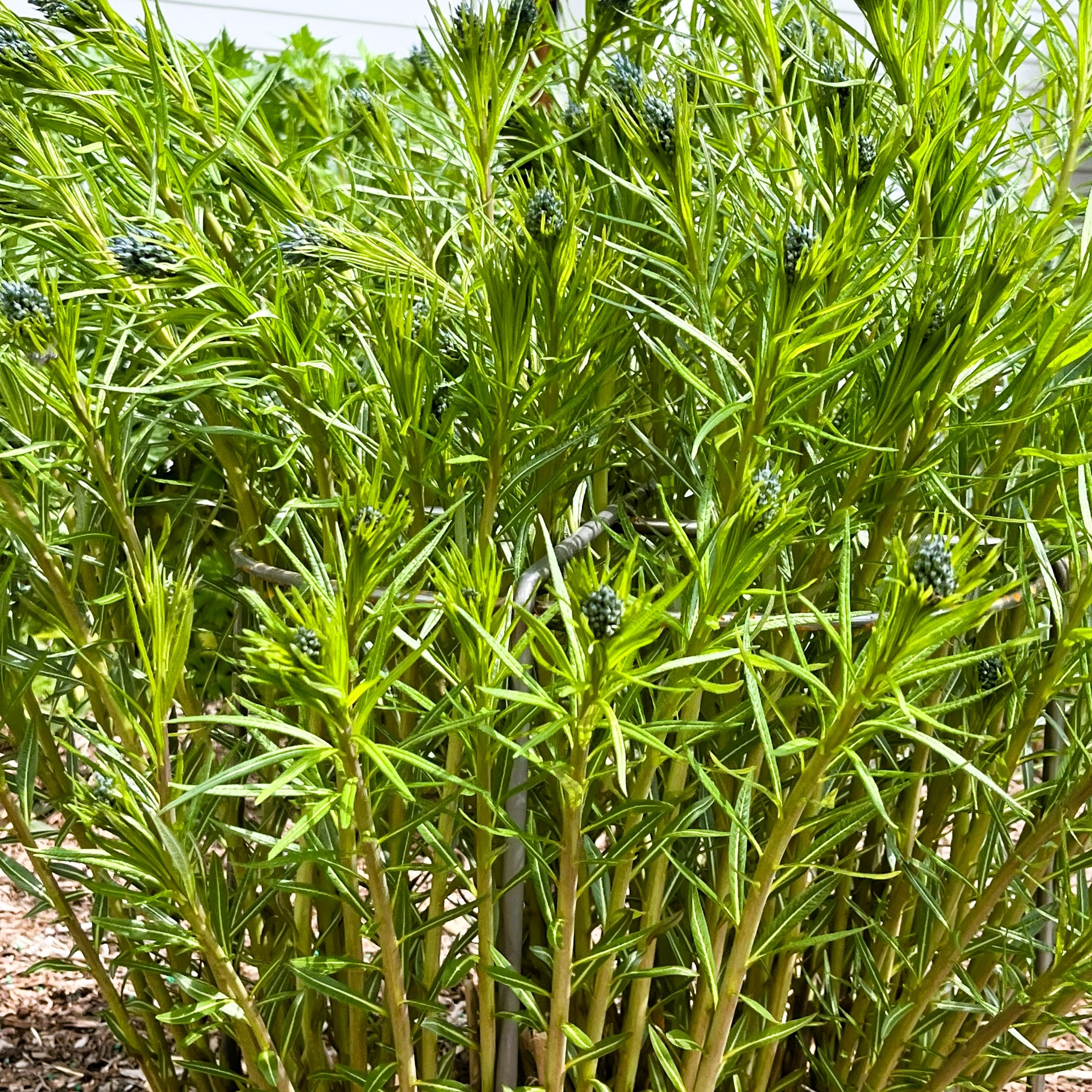 Grow-Through Plant Support_4 Grow Through Plant Support 4