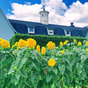 Sunflower (Helianthus)