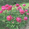 Sphere Top Dome Peonie Sphere Top Dome Peonie