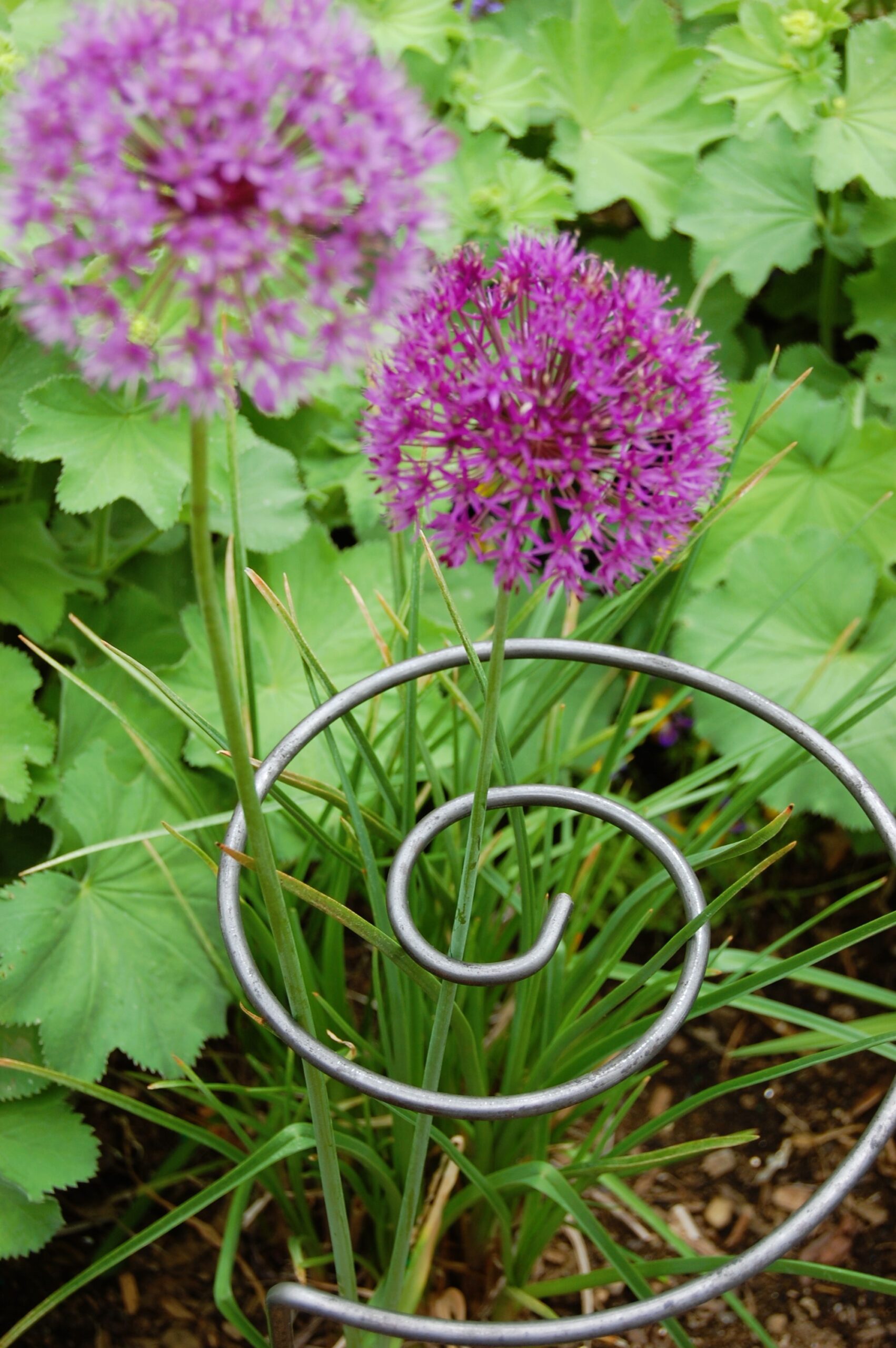 Spiral Plant Support 4 Spiral Plant Support 4 scaled