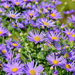 Aster (Symphyotrichum)