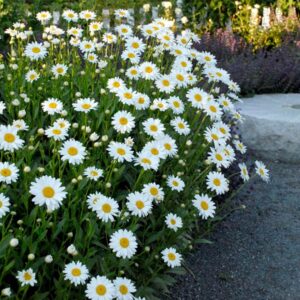 Shasta Daisy (Leucanthemum)