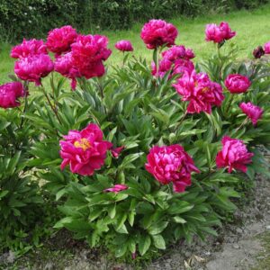 Peony (Paeonia)