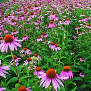 Purple Coneflower (Echinacea)