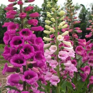 Foxglove (Digitalis)