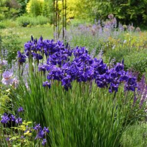 Siberian Iris (Iris)