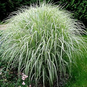 Maiden grass (Miscanthus)