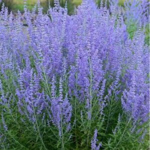 Russian Sage (Perovskia)